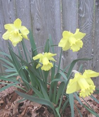 daffodils chartruese
