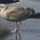 Herring Gull, juvenile