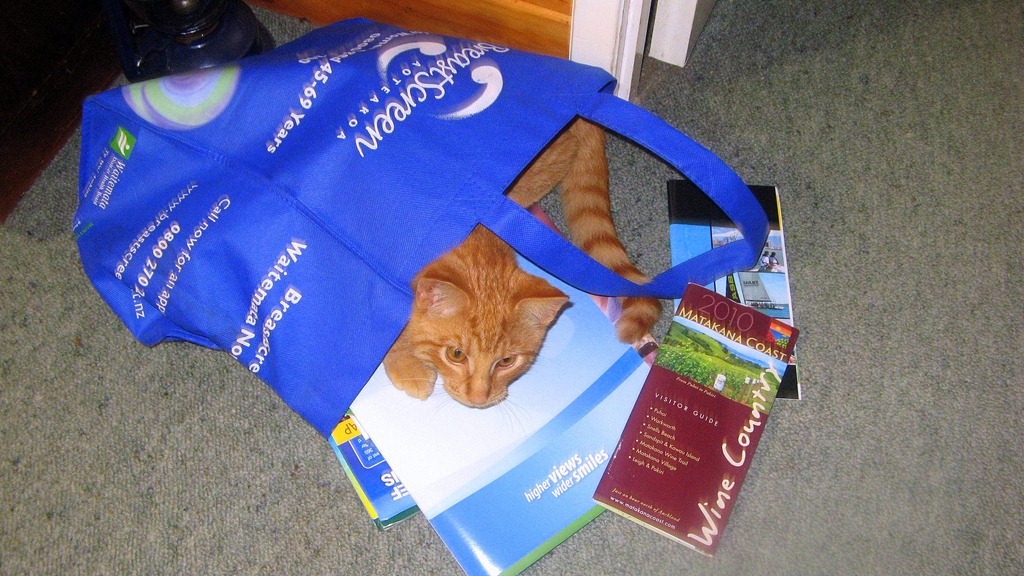 [cat in bag[8].jpg]