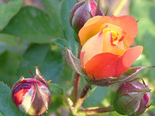 [charming-rose-bush[3].jpg]
