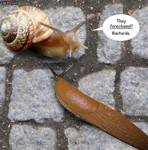 photo of two snails and one without a shell..he was foreclosed