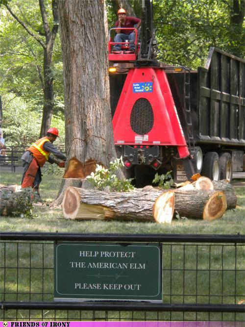 photo of guy chopping down a protected tree