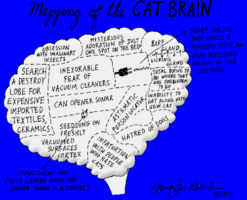 image of  map of a cat's brain