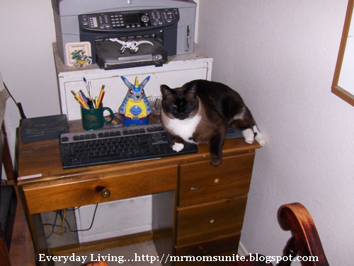 photo of koko laying on the computer mouse