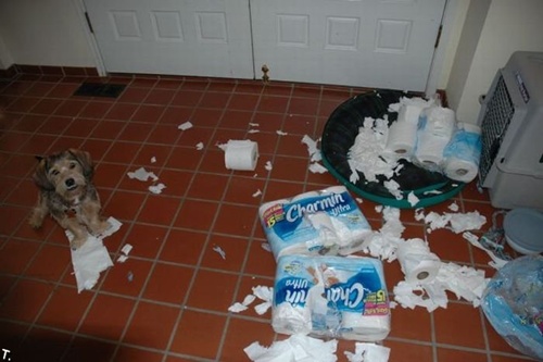 photo of a dog sitting amoung shredded toilet paper