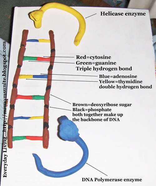 model of a DNA strand