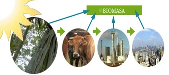 BIOMASA BIOMASA