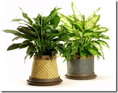my money and savings blog - plants pot