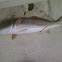 red drum