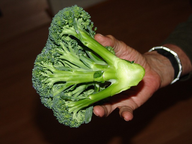 [broccoli and shingles 002[4].jpg]