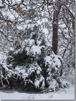 fir tree with snow