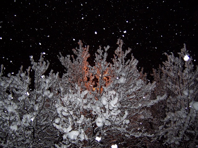 [snow on trees and street light[3].jpg]