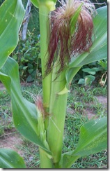 corn Monday 8.24.09 002