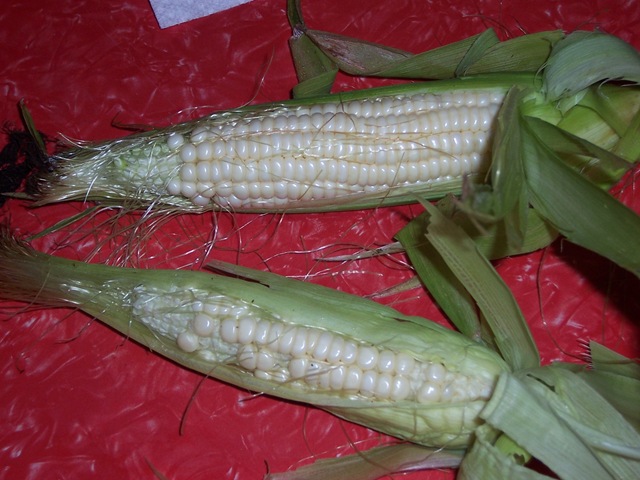 [corn 9.12.09 002[2].jpg]