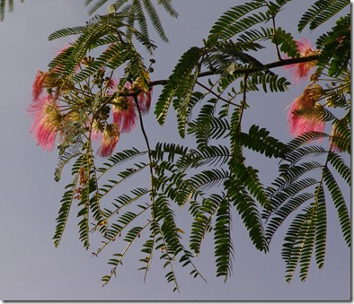 mimosa blooms 2