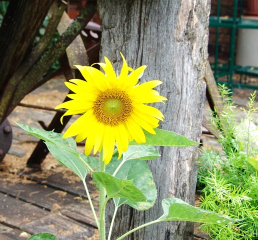 [Sunflower, donkeys and phlox 001[3].jpg]