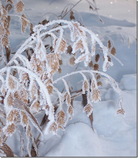 large head grass in snow