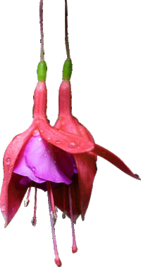 [flower-hanging-purple-red-transparent-0200-10052[9].gif]