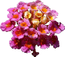 pink-flowers-transparent-clipart-0200-10054