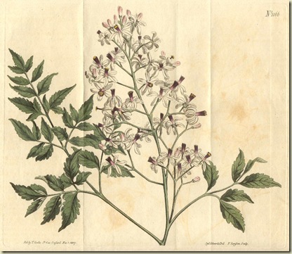 18527.Meliaceae - Melia azedarach