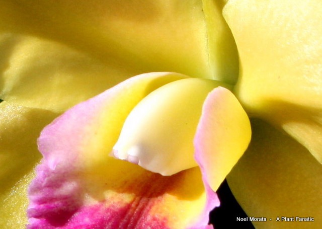 [orchids4[4].jpg]