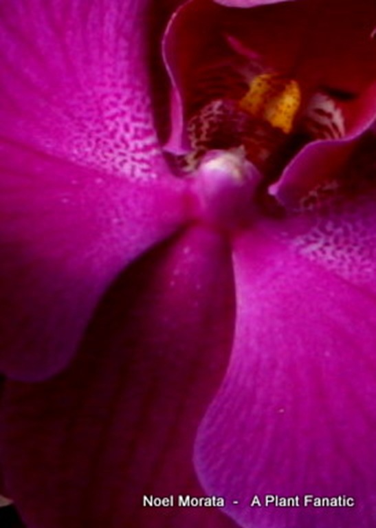 orchids6-1