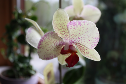 orkide2
