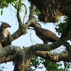 Sri Lankan Crested Hawk Eagle / Changeable Hawk Eagle