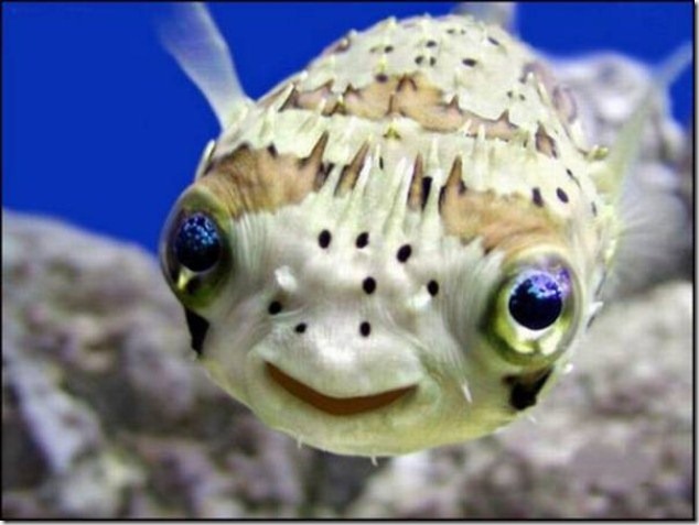 caras de pez casi humana migallinero (4)