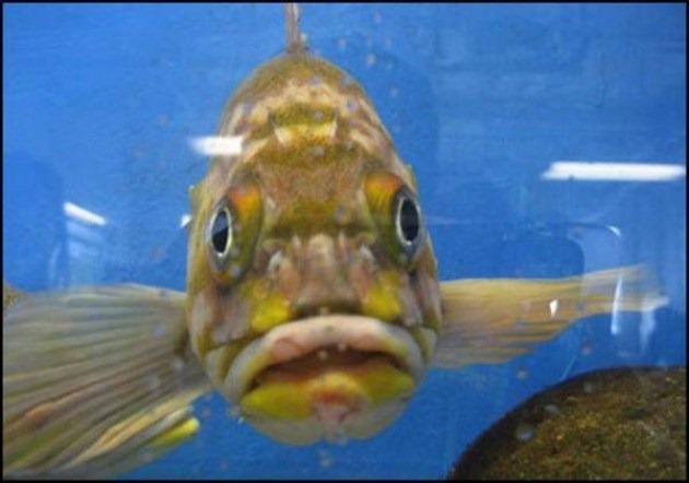 [caras de pez casi humana migallinero (121)[2].jpg]