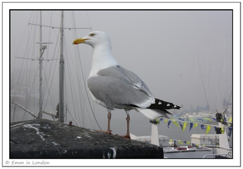 Seagull in Whitby