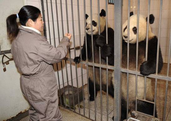 Freedom to Pandas!