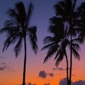 Palms At Sunset