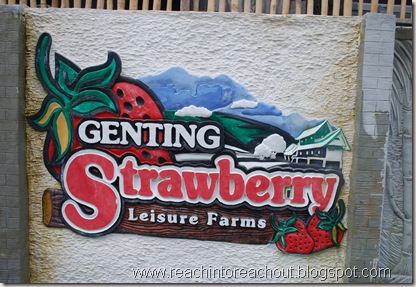 Strawberry- Leisure Farm