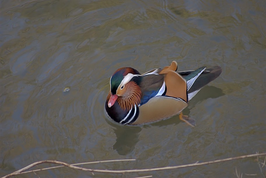 pato%20mandarin.jpg