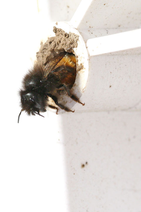 lejardindelucie: Osmia cornuta( osmie cornue): une abeille solitaire très  utile