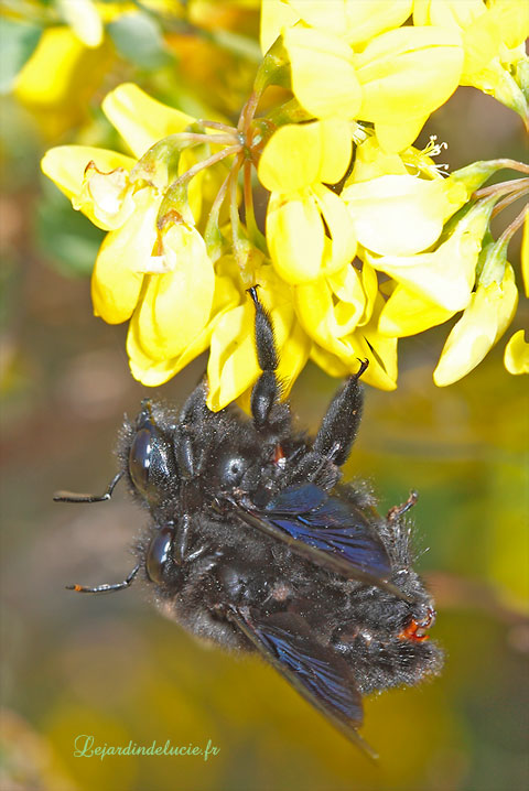 couple de Xylocopa violacea