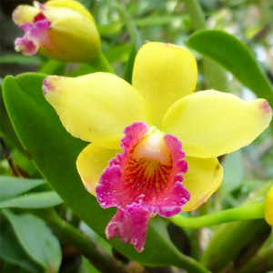 Orchids Live Wallpaper.apk 1.0