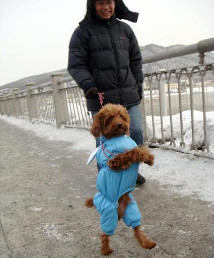 Poodle chinês só anda em duas patas