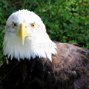 Eagle Eye by Marsha Biller - Animals Birds