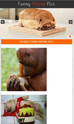 Funny Animal Pics