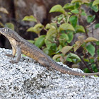 Northern curly-tailed lizard