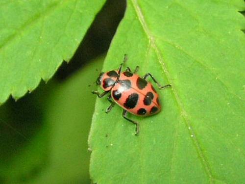 [ladybugpink[3].jpg]