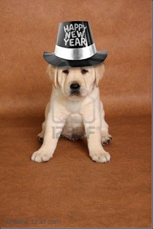 8289854-happy-new-s-year-puppy-with-a-funny-expression