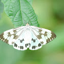 Day flying moth
