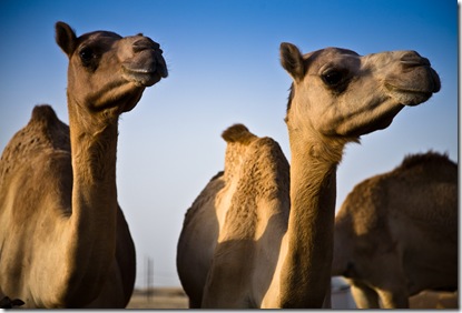 Camels in Abu Dhabi