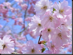 Spring_Blossom