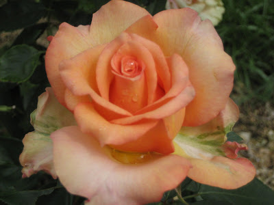 Sunstruck%20%284%29.jpg