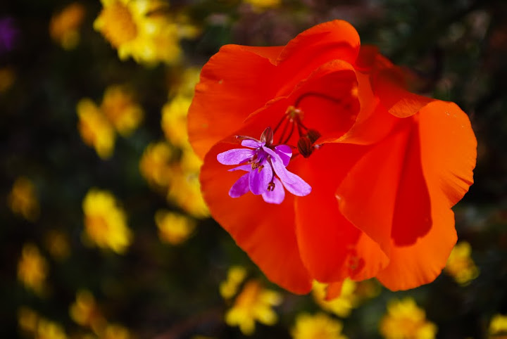 Antelope Valley California Poppy Reserveh - цветочный заповедник в Долине Антилоп 