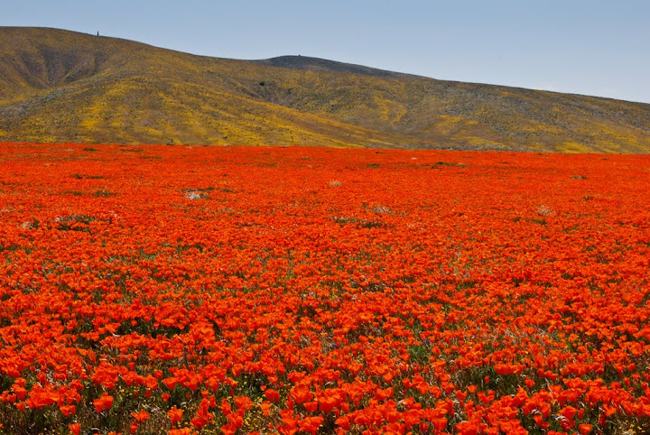 Antelope Valley California Poppy Reserveh - цветочный заповедник в Долине Антилоп 